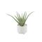 Flora Bunda® 10" Aloe In 5" Barcode Footed Ceramic Pot